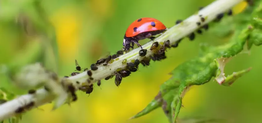 lady-bug-on-stick