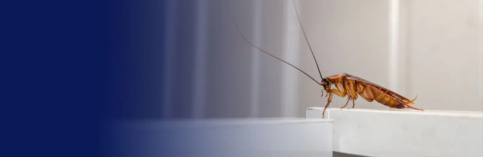 cockroach on a countertop in a home