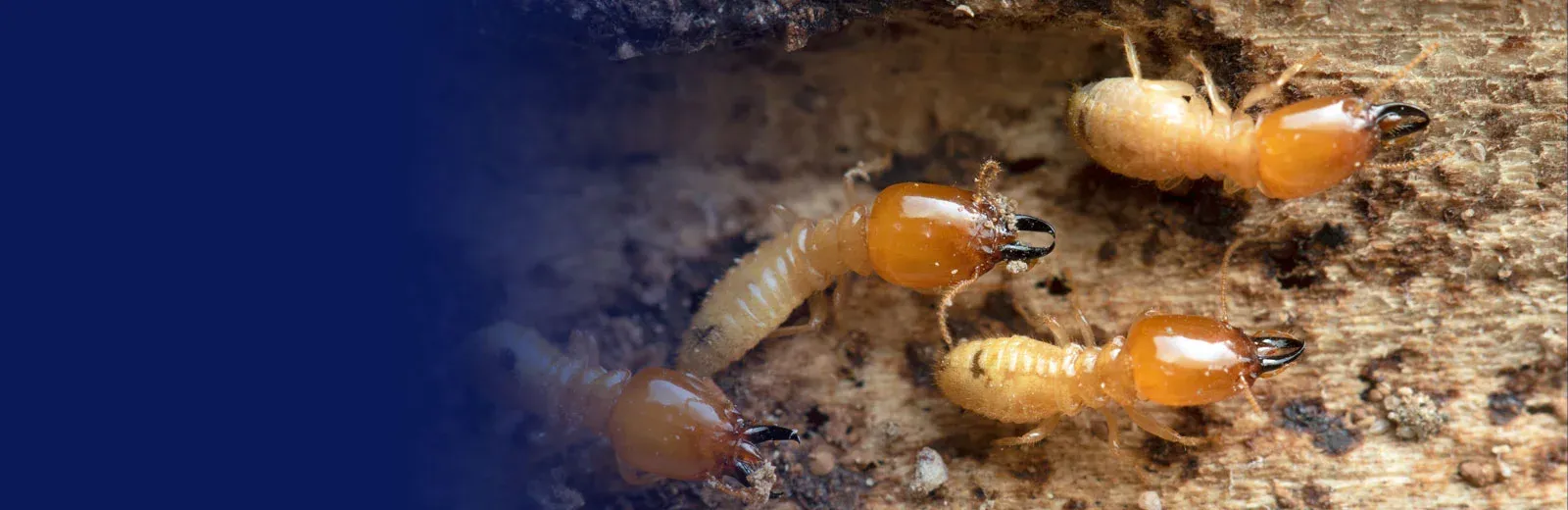 termites on wood