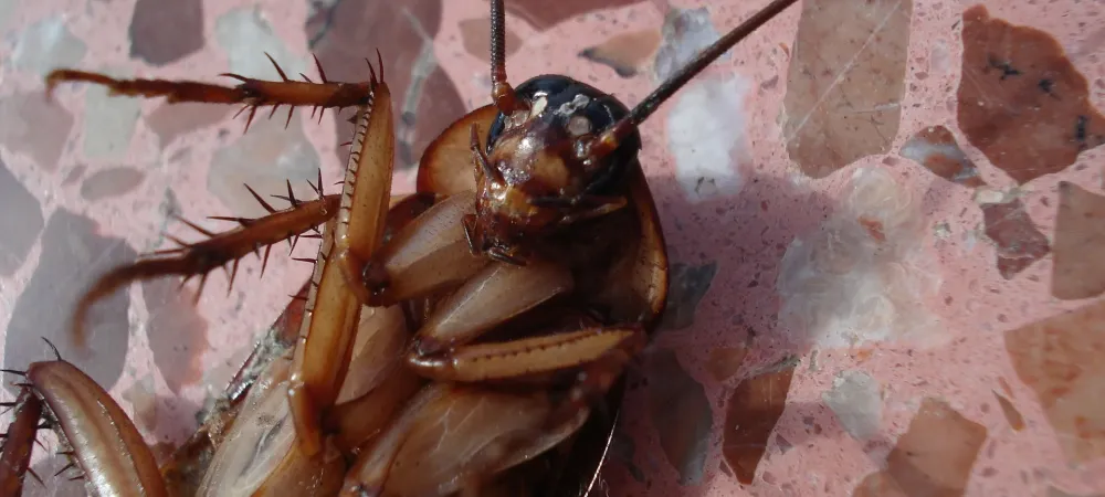 cockroach laying on its back