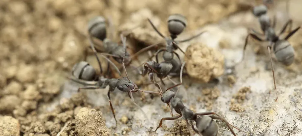 How to Get Rid of Ants in the House