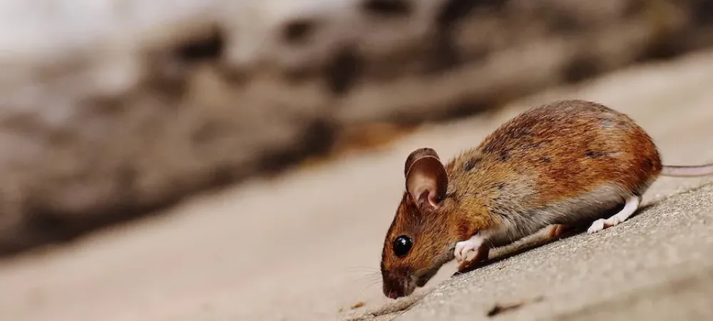 How to Keep House Mice Away in Singapore