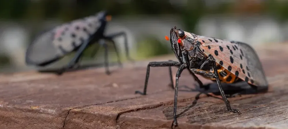 spotted lanternfly 