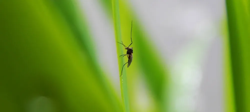 mosquito on leaf