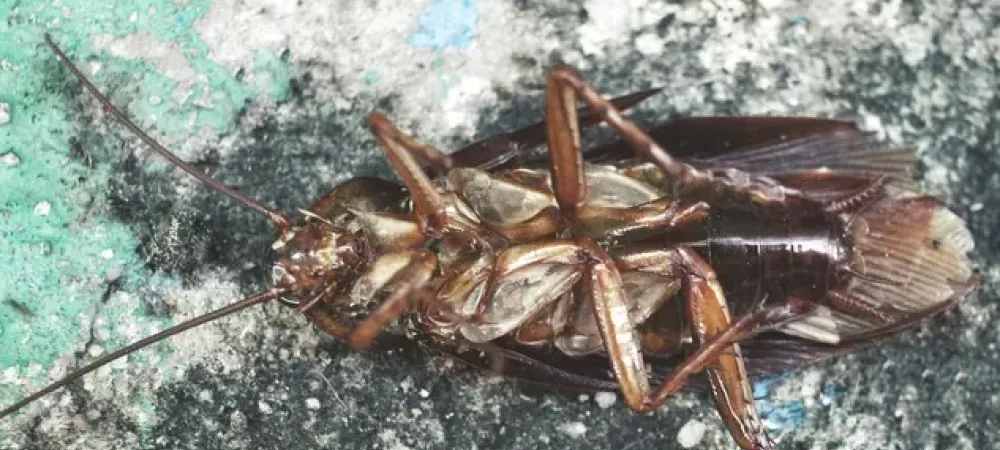 DIY Cockroach Trap with proof! 