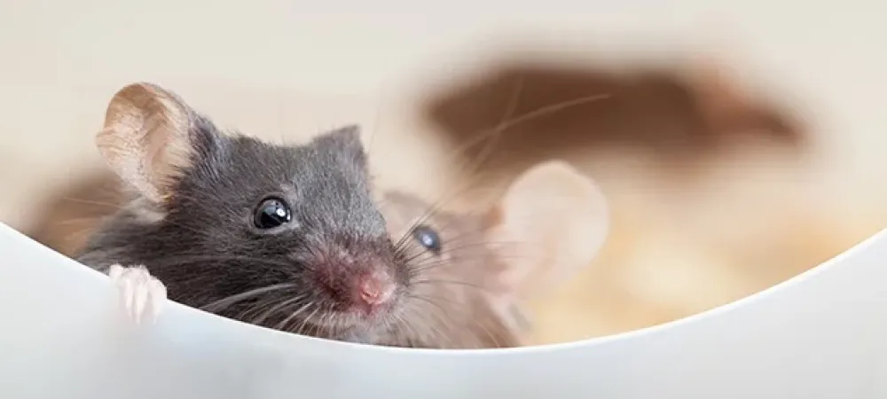 Learn What Products Are Used To Control Mice And Rats