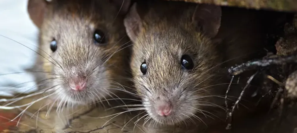 two mice sitting next to each other