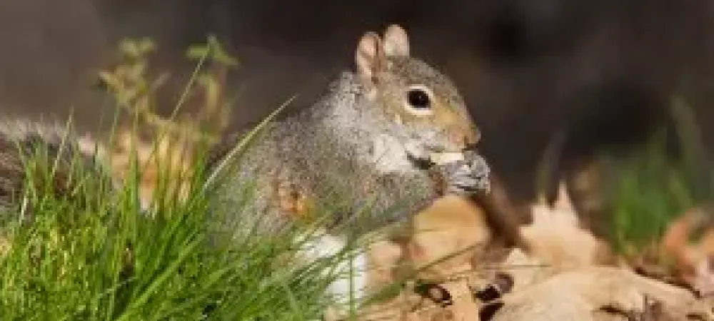 How to trap and remove squirrels in Delaware, Tree squirrel