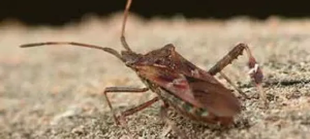 Stink Bugs in New Yor, Identification & Removal